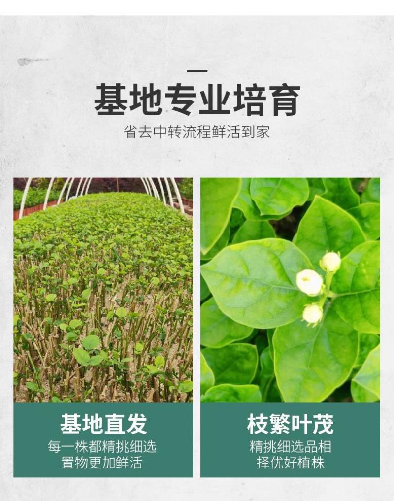 重瓣茉莉花盆栽室内阳台开花浓香四季不断好养庭院驱蚊苗花卉