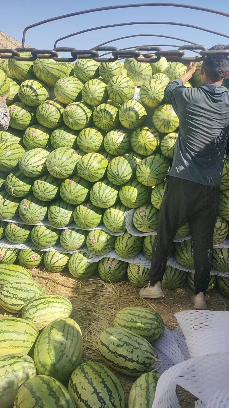 金城五号产地直发品种齐全诚信经营，客户至上！