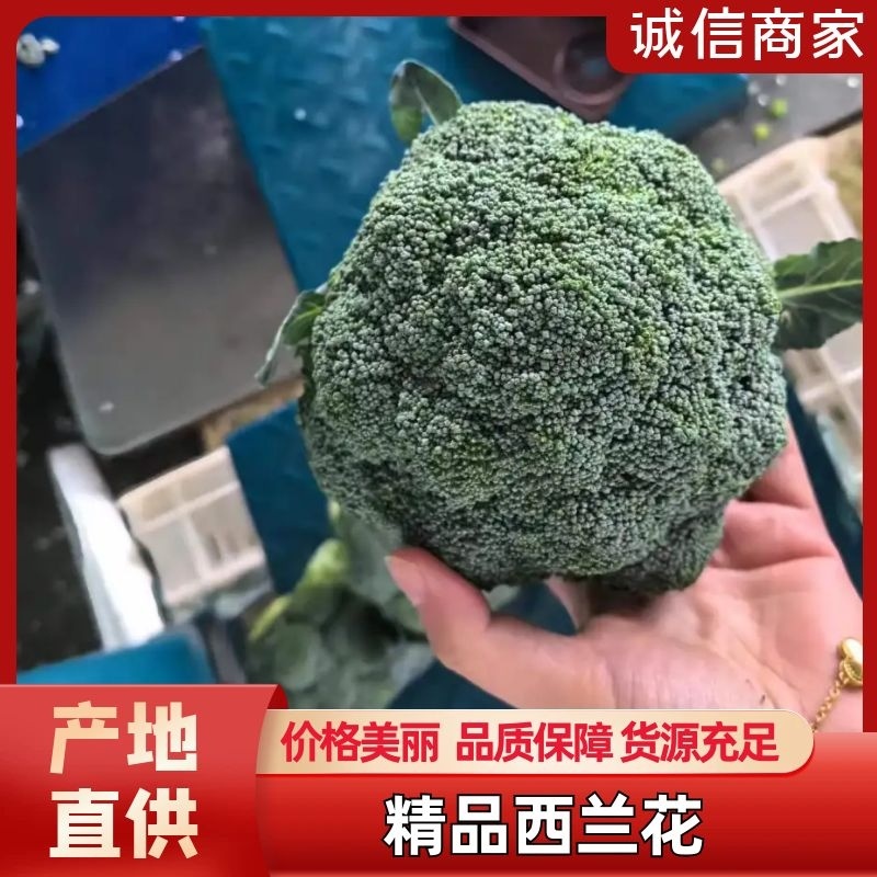 精品西兰花，美青西兰花产地直发，量大从优新鲜采摘欢迎
