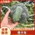 【推荐】千亩西兰花美青，品质保障西兰花大量供应基地直发