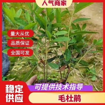 毛杜鹃福建省种植批发基地欢迎新老客户来实地考察