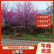 福建山樱花福建省种植批发基地欢迎新老客户来实地考察