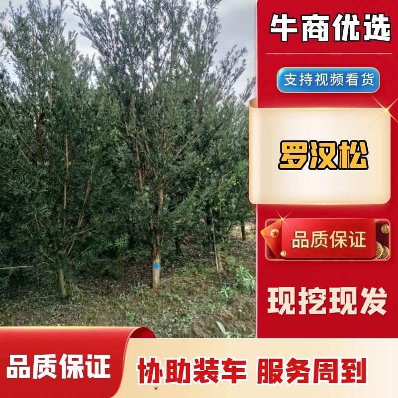 罗汉松福建省种植批发基地欢迎新老客户来实地考察