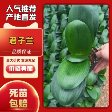 君子兰福建龙岩种植批发基地欢迎新老客户来实地考察
