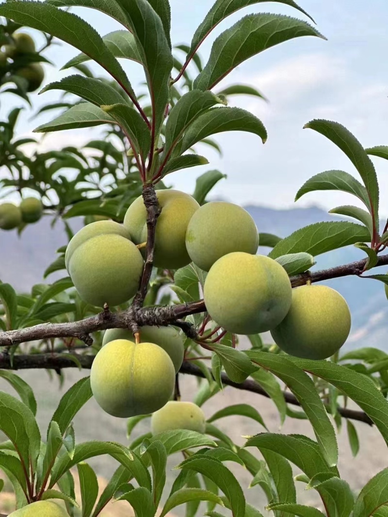 【优质店铺】峰糖李基地大量种植量大从优价格美丽大批量