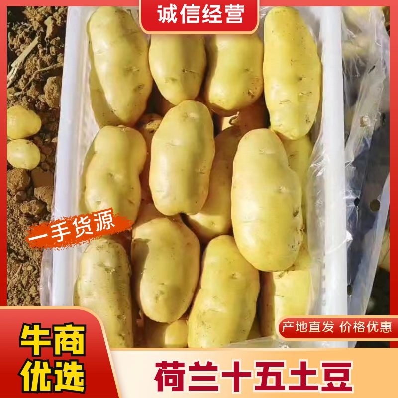 【热销】精品荷兰15806朝河兰品种齐全价优