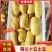 【热销】精品荷兰15806朝河兰品种齐全价优
