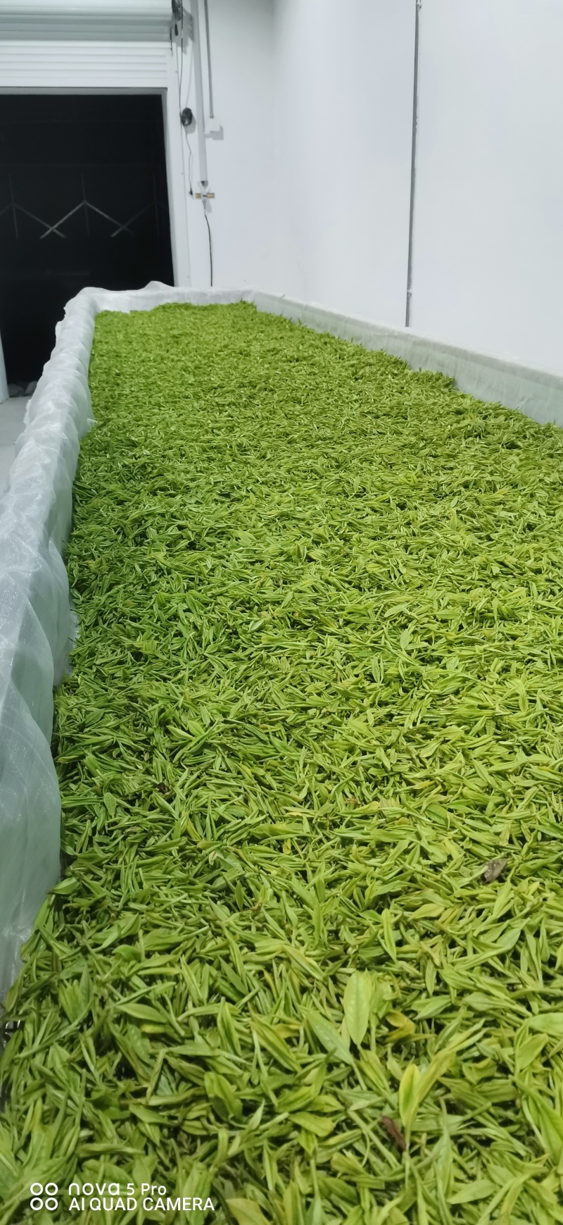 绿茶新茶云雾茶味浓汤色透明口感好一斤起售量大