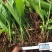 【精选】白芨种苗苗圃直发规格齐全量大从优欢迎咨询