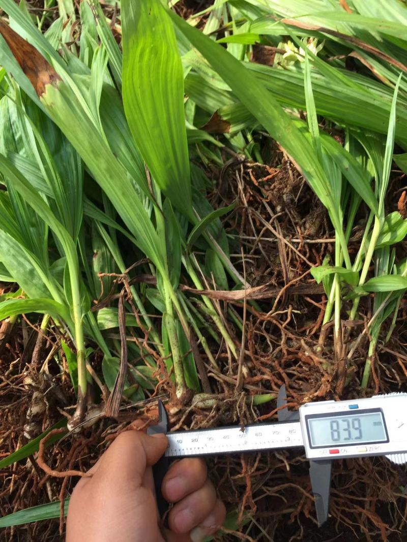 【精选】白芨种苗苗圃直发规格齐全量大从优欢迎咨询
