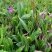 【精选】白芨种苗苗圃直发规格齐全量大从优欢迎咨询