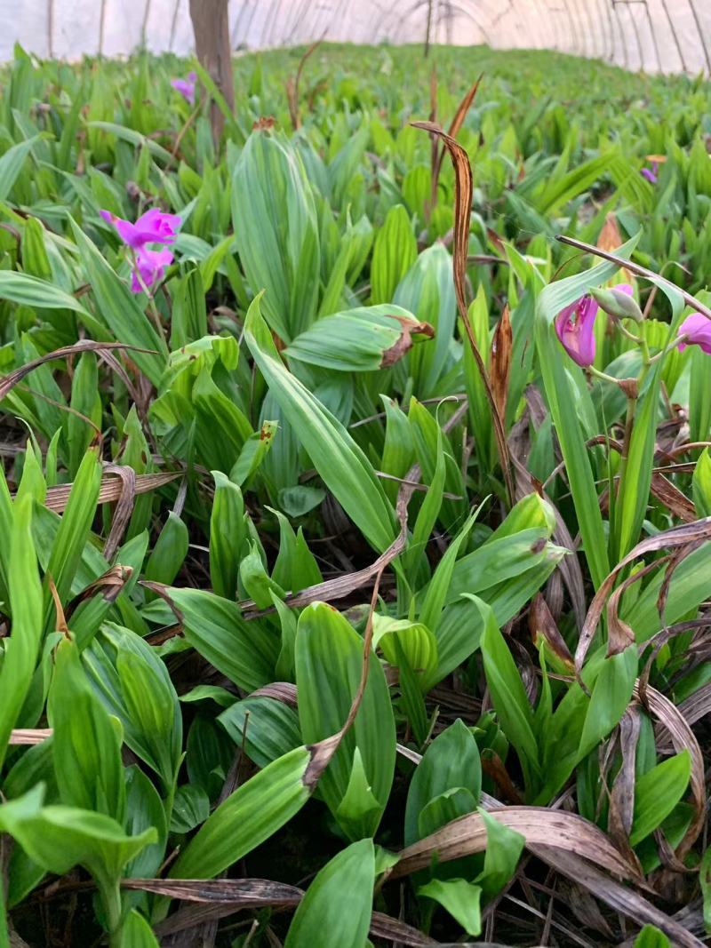 【精选】白芨种苗苗圃直发规格齐全量大从优欢迎咨询