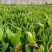 【精选】白芨种苗苗圃直发规格齐全量大从优欢迎咨询