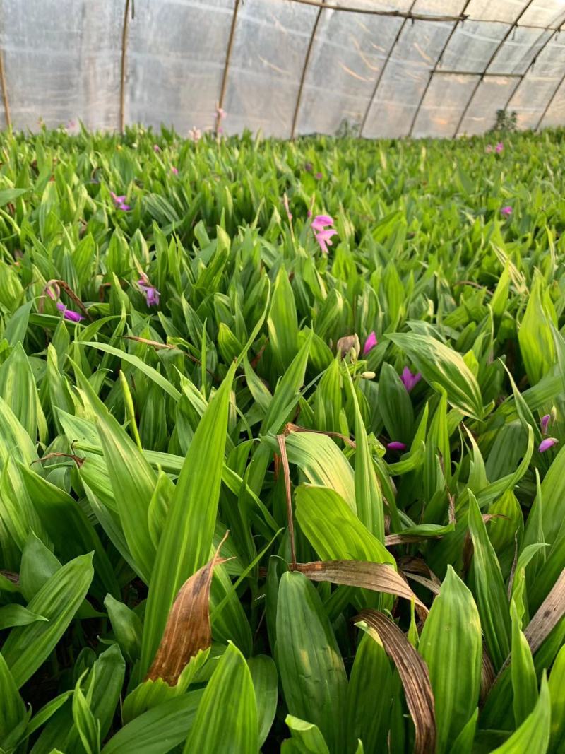 【精选】白芨种苗苗圃直发规格齐全量大从优欢迎咨询
