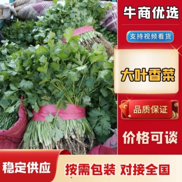 河南省安阳市滑县，精品香菜上市，欢迎超市，市场，电商平台