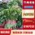 河南省安阳市滑县，精品香菜上市，欢迎超市，市场，电商平台