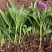 【精选】白芨种苗苗圃直发规格齐全量大从优欢迎咨询