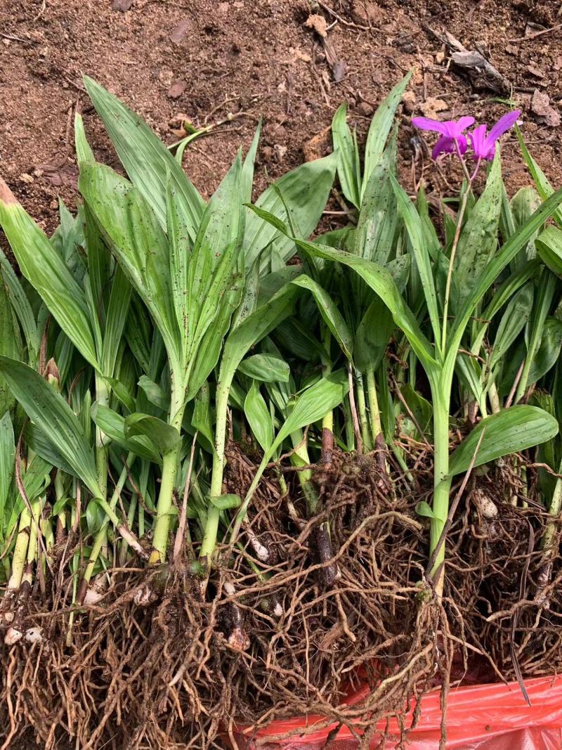 【精选】白芨种苗苗圃直发规格齐全量大从优欢迎咨询