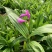 【精选】白芨种苗苗圃直发规格齐全量大从优欢迎咨询