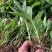 【精选】白芨种苗苗圃直发规格齐全量大从优欢迎咨询