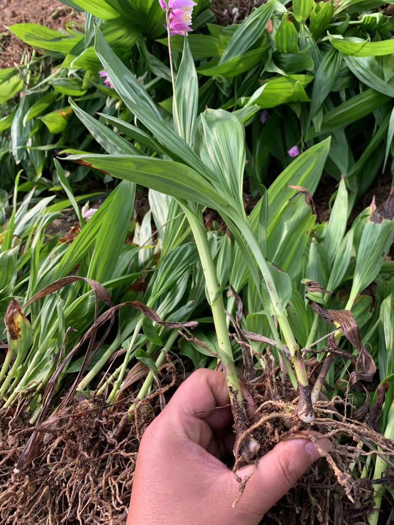 【精选】白芨种苗苗圃直发规格齐全量大从优欢迎咨询