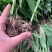 优质紫花三叉白芨种苗基地直发可提供种植技术欢迎联系
