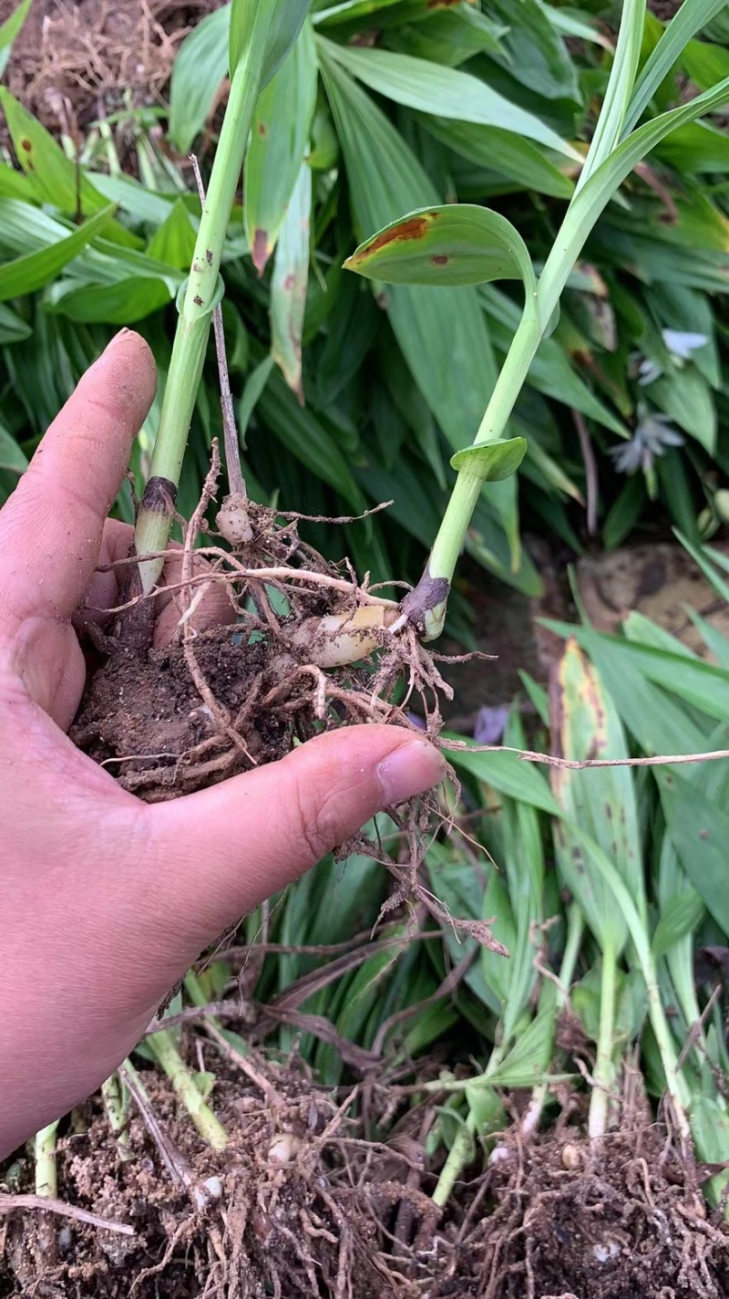 优质紫花三叉白芨种苗基地直发可提供种植技术欢迎联系