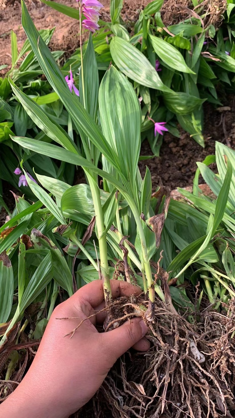 优质紫花三叉白芨种苗基地直发可提供种植技术欢迎联系