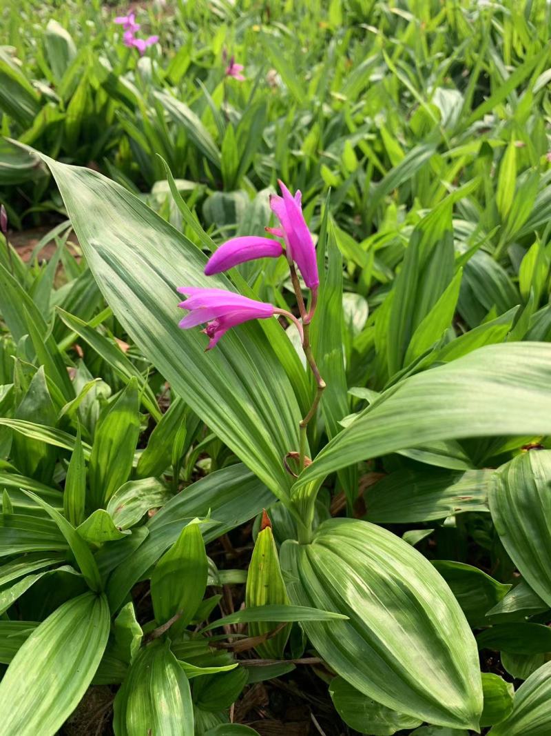 优质紫花三叉白芨种苗基地直发可提供种植技术欢迎联系