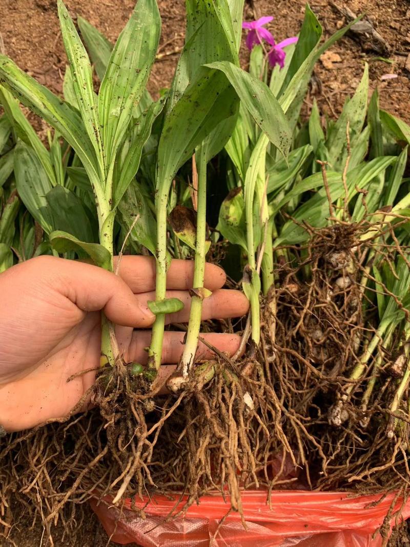 优质紫花三叉白芨种苗基地直发可提供种植技术欢迎联系