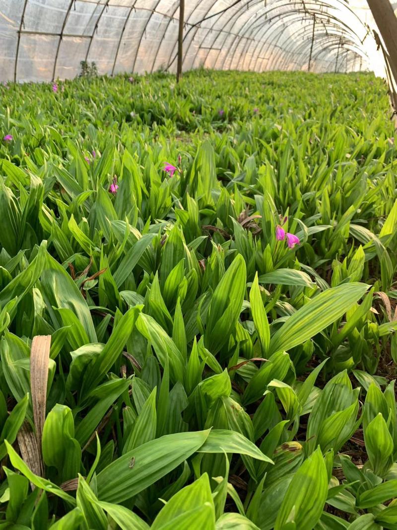 优质紫花三叉白芨种苗基地直发可提供种植技术欢迎联系