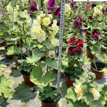 蜀葵花卉杯苗批发花坛花境观赏花卉成都蜀葵产地直销价