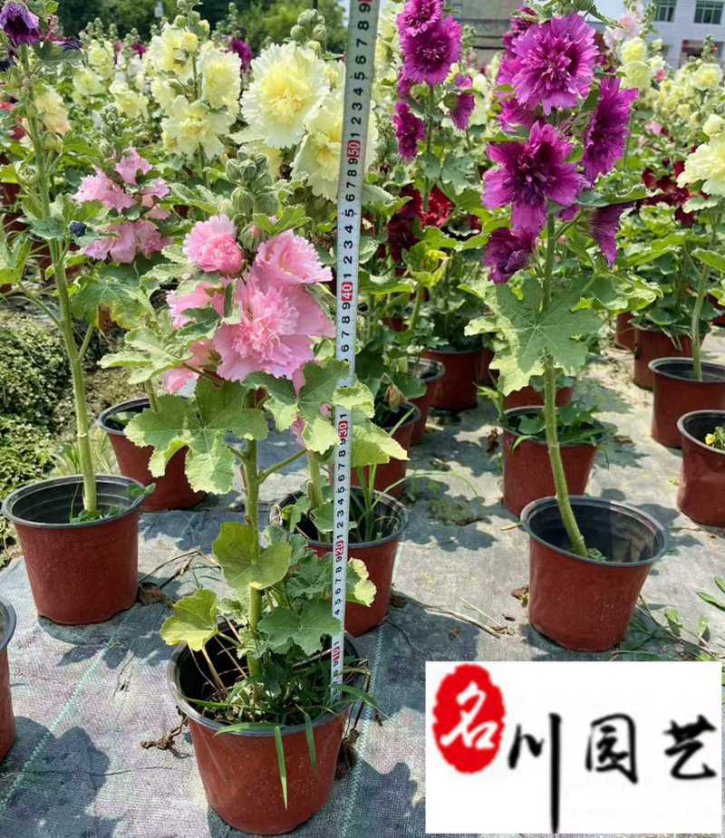 蜀葵花卉杯苗批发花坛花境观赏花卉成都蜀葵产地直销价