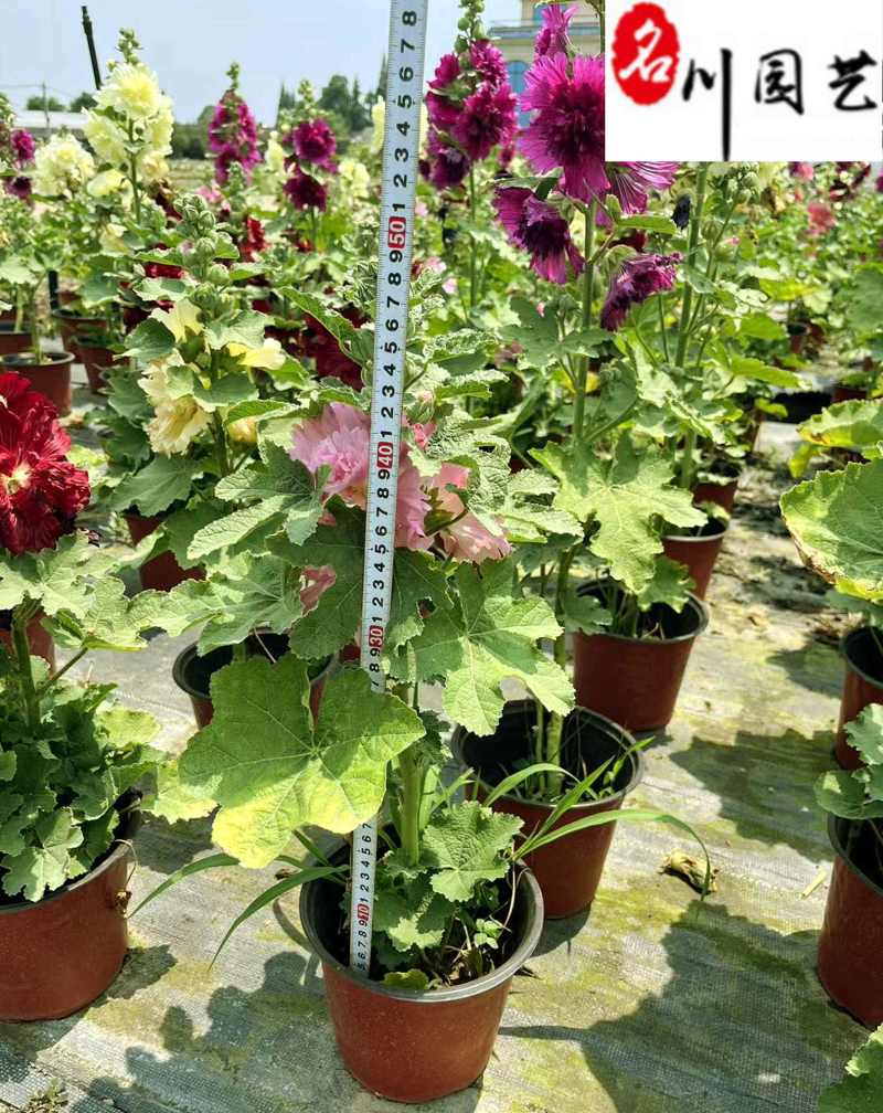 蜀葵花卉杯苗批发花坛花境观赏花卉成都蜀葵产地直销价