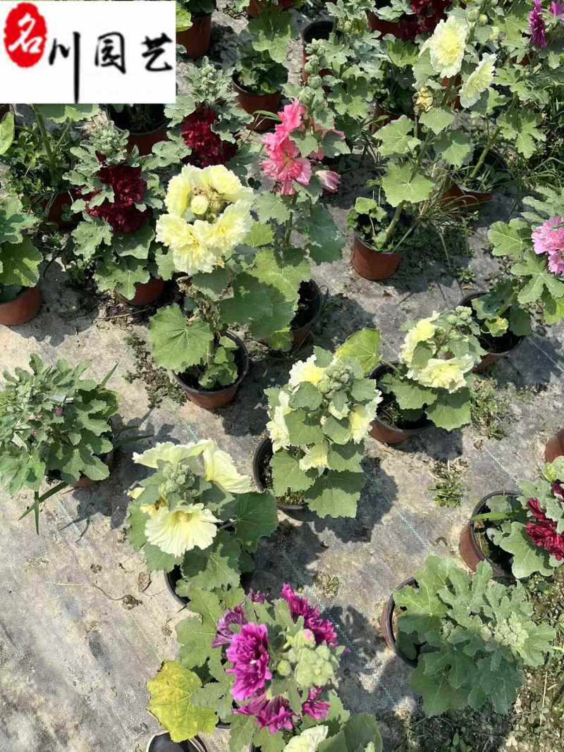 蜀葵花卉杯苗批发花坛花境观赏花卉成都蜀葵产地直销价