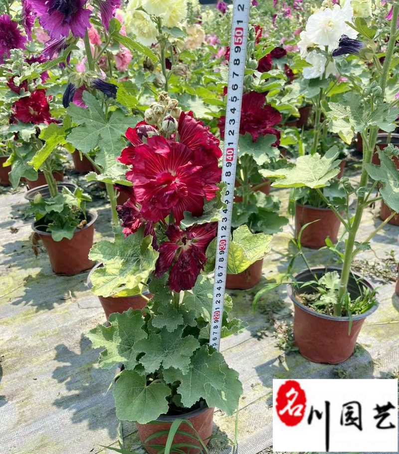 蜀葵花卉杯苗批发花坛花境观赏花卉成都蜀葵产地直销价