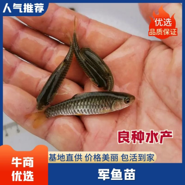 军鱼苗光倒刺鲃青竹鲩黄娟坑坚观赏淡水养殖鱼苗