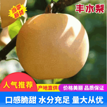 山东冠县丰水梨出口级品质，果行端正，口感脆甜，可一件代发