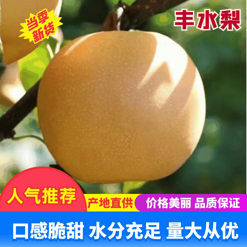 山东冠县丰水梨出口级品质，果行端正，口感脆甜，可一件代发