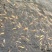 虹鳟金鳟鱼苗淡水养殖活体金鳟鱼观赏鱼欢迎咨询