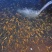 【精选】虹鳟金鳟鱼苗淡水养殖食用鱼观赏鱼活体金鳟鱼
