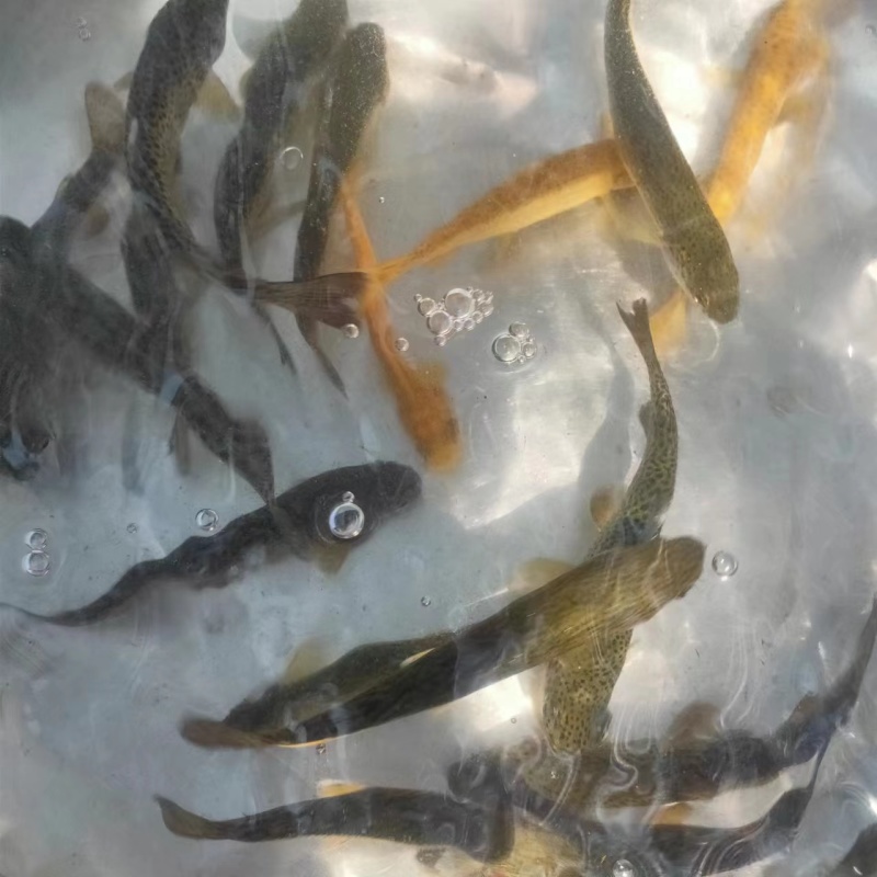 【精选】虹鳟金鳟鱼苗淡水养殖食用鱼观赏鱼活体金鳟鱼