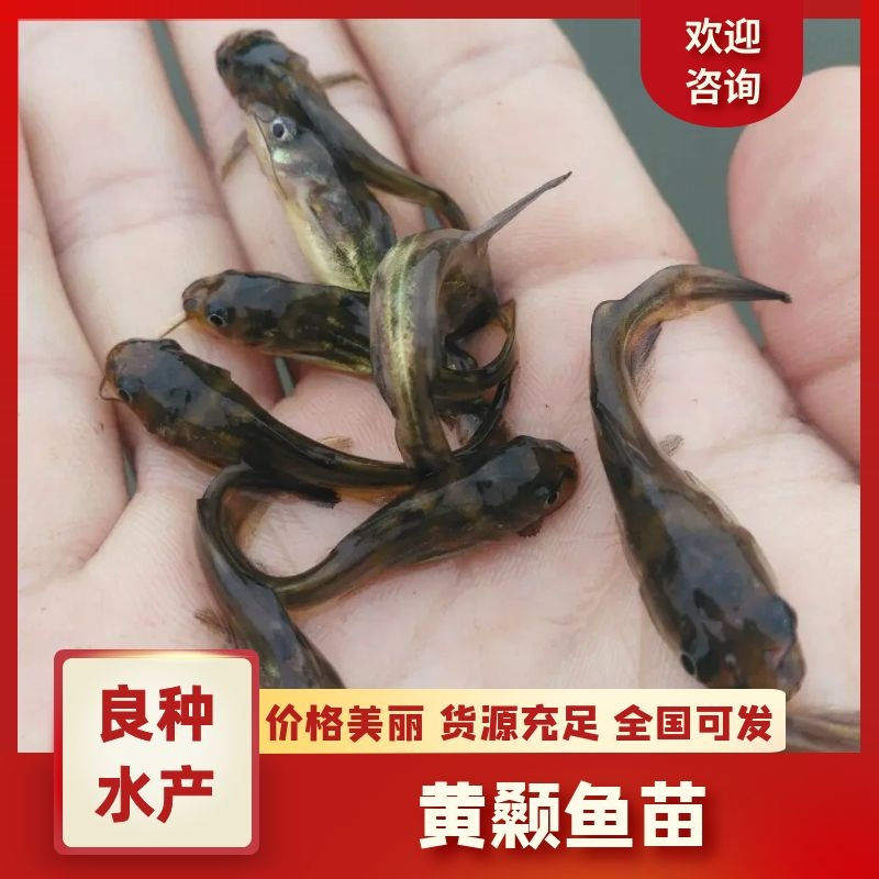杂交黄骨鱼苗黄颡鱼苗黄辣丁鱼苗规格多种选择黄颡鱼苗