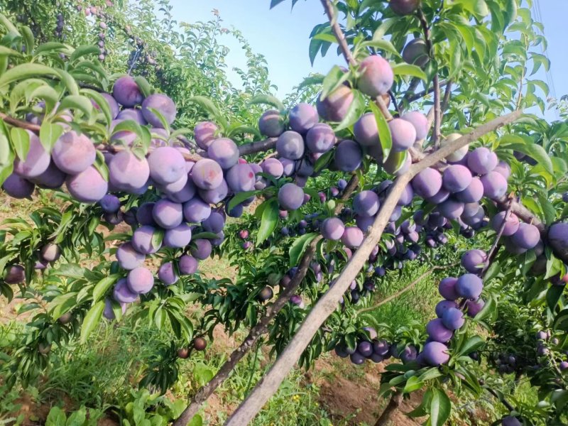 精品五月脆李子大量上市产地直发一手货源量大从优