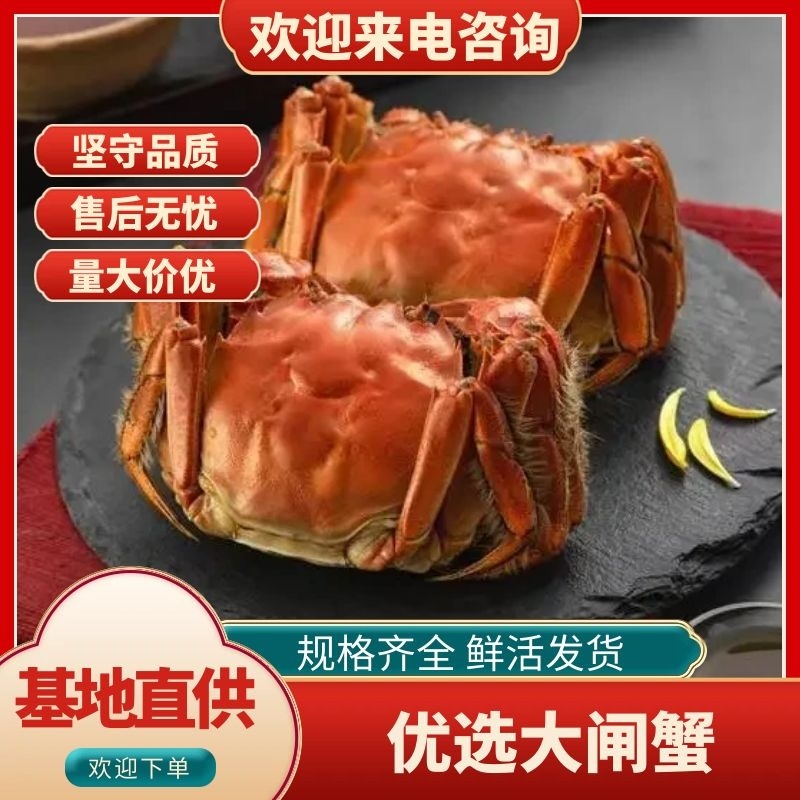 江苏兴化精品六月黄大闸蟹，大量供应全国发货，塘口直供