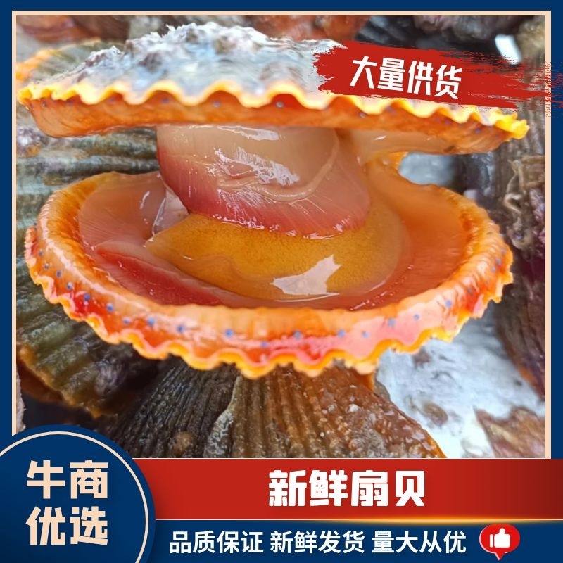 鲜活扇贝，黄金扇贝，产品优质无污染，，大量供应，产地直发