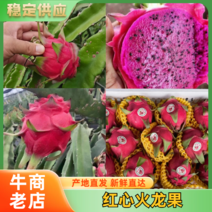 云南红河州（西双版纳）火龙果大量上市中，产地直发货源稳定
