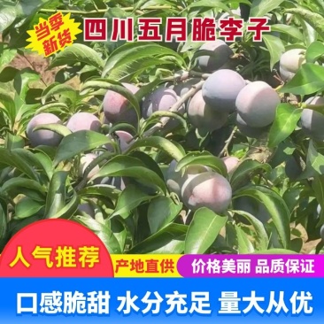 四川五月脆李子新鲜上市，产地一手货源，质量保证，视频看货