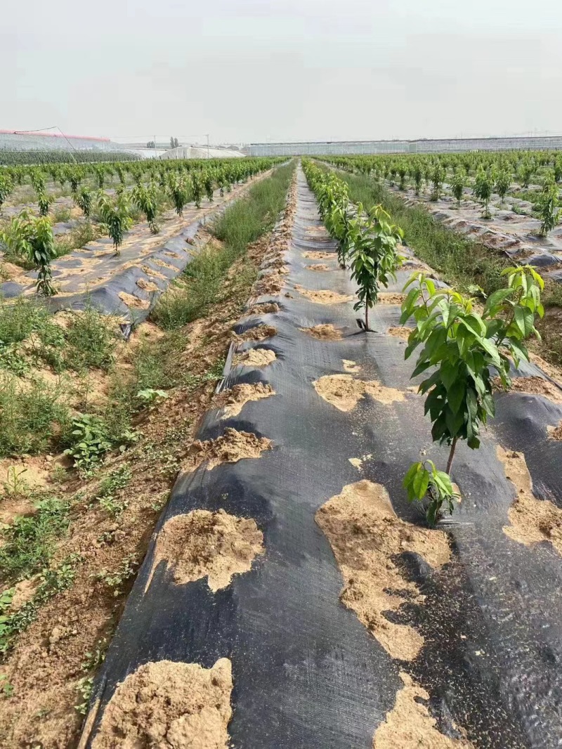 【可按需定制】山东PP防草布抗紫年限需定制欢迎电联