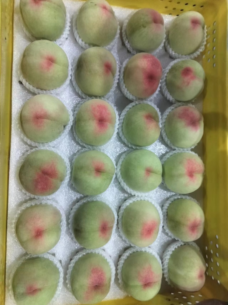 阳山水蜜桃量大质优价格优惠欢迎咨询采购一手货源